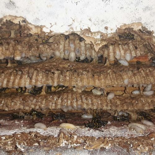 Wasp nest inside an exterior wall