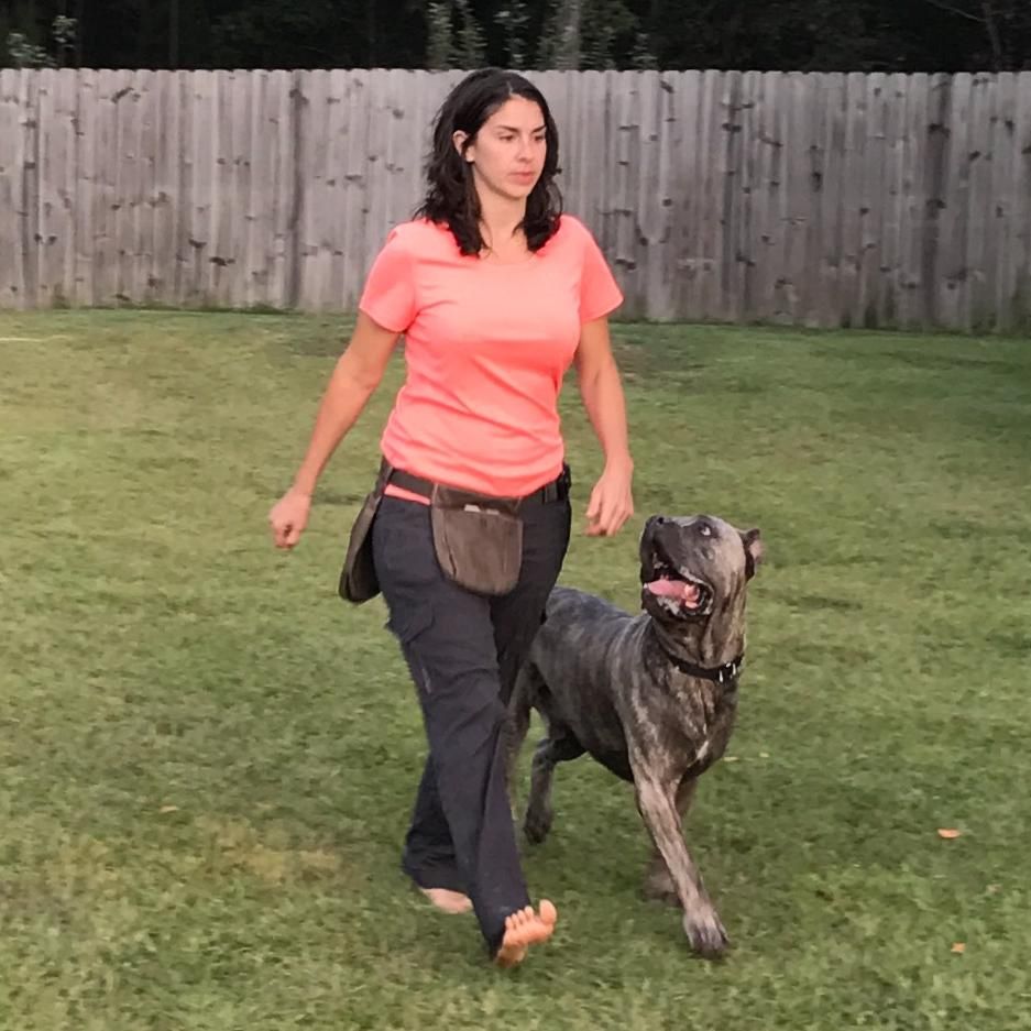 Bellona Canine Training