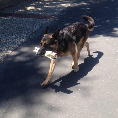 Rocky fetching the morning paper