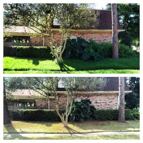 hedge work, midway and after