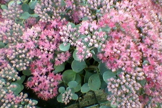 Sedum- "Autumn Joy"