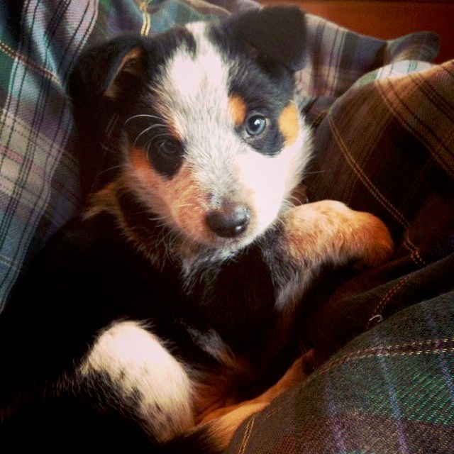 Our newest addition! Welcome Blue to the Little Bu