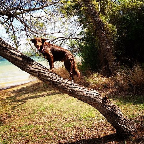 Jessie climbs a tree to fetch a toy.