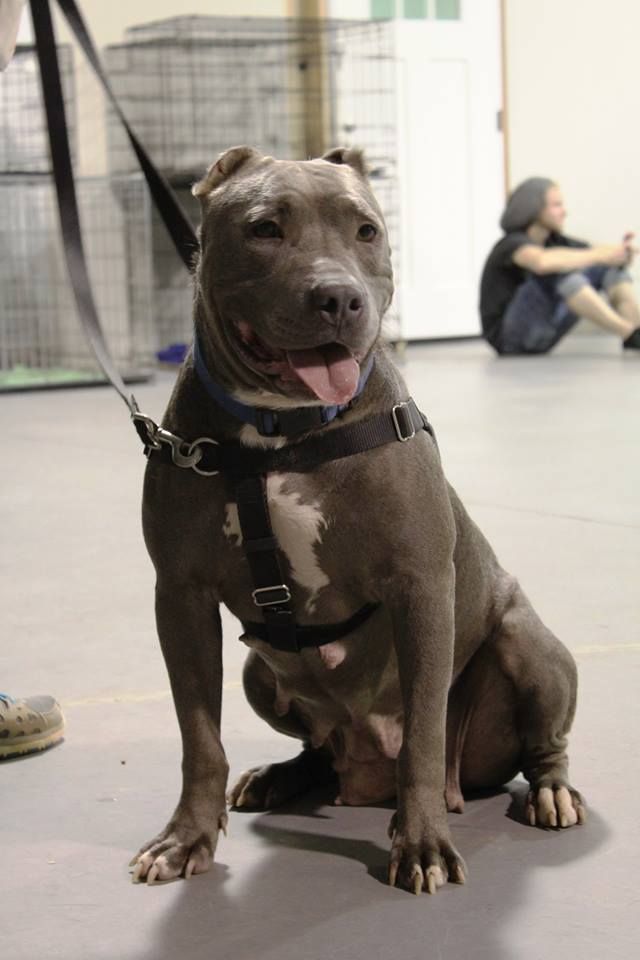 Learning how to sit and be patient in Basic Obedie