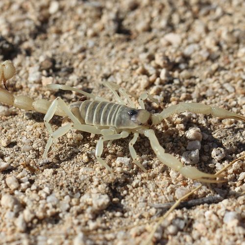 Bark scorpions are very common here in Arizona.  A
