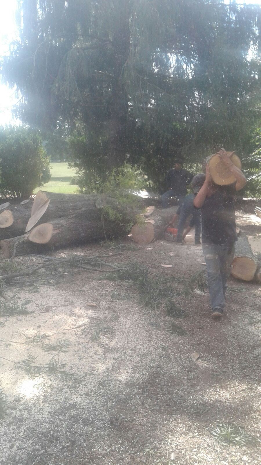 Tree removal