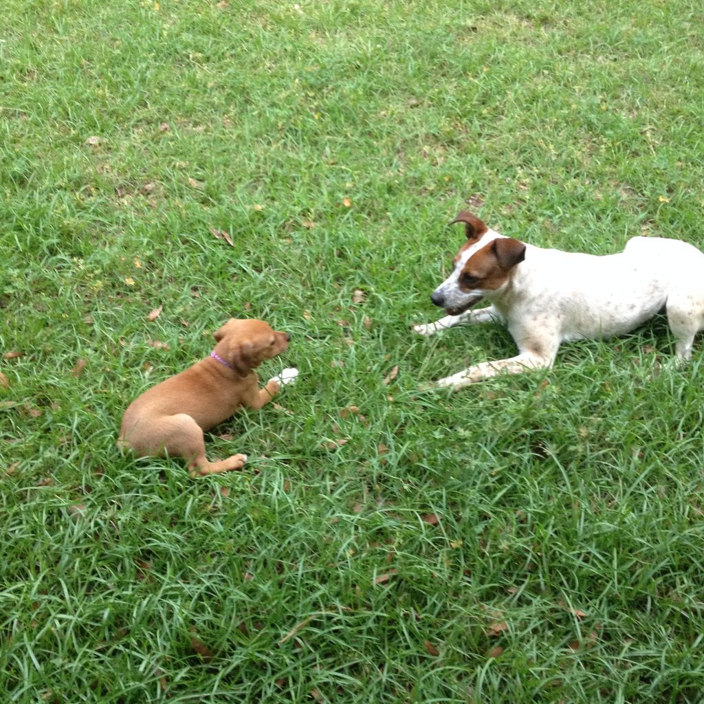 Cooper (w/br) 2 yr old Terrier mix