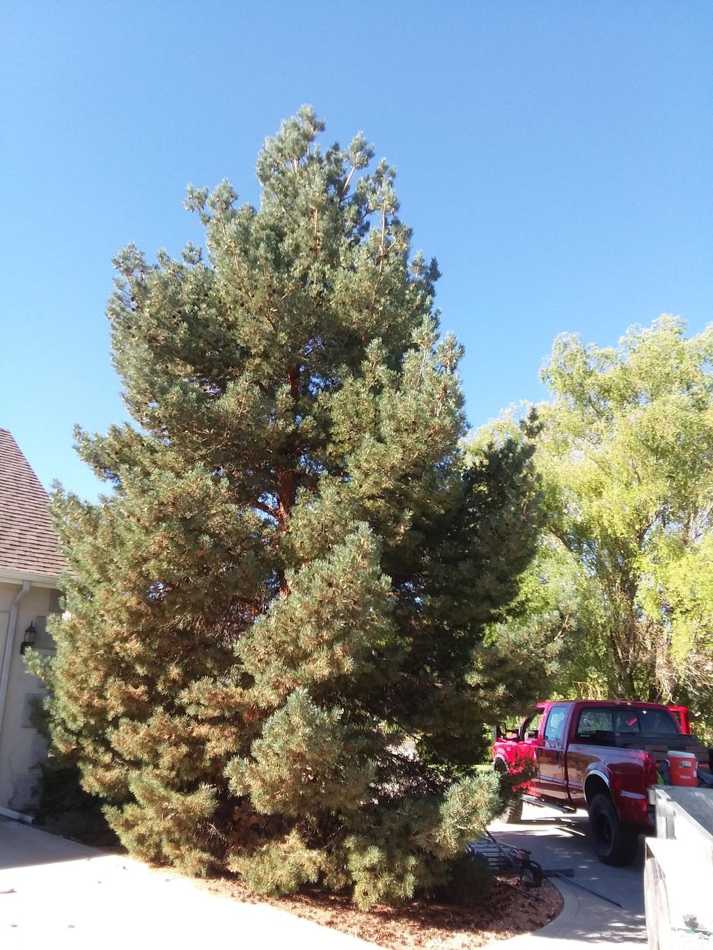 Tree removal and stump grinding