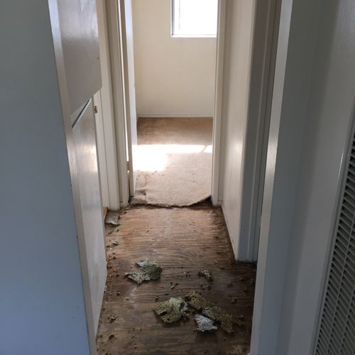Hallway carpet removal.