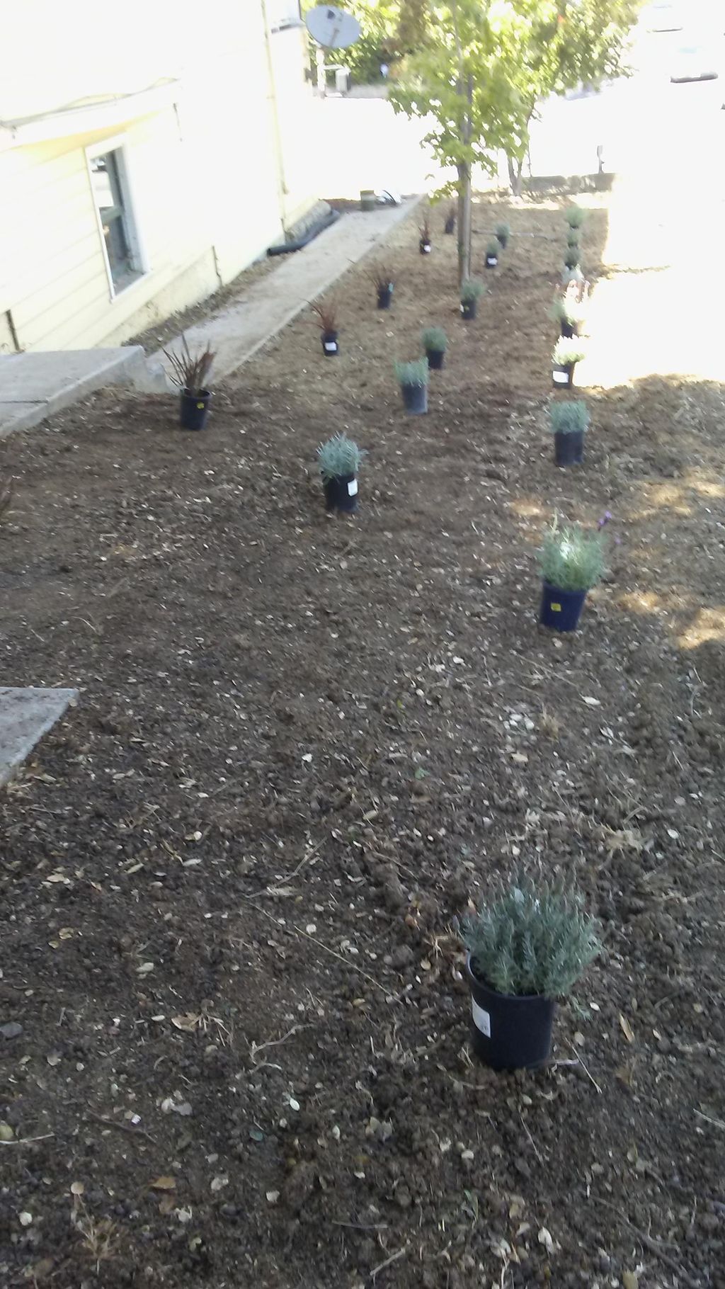 planting