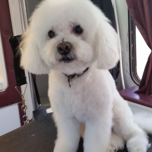Shelby the Bichon
