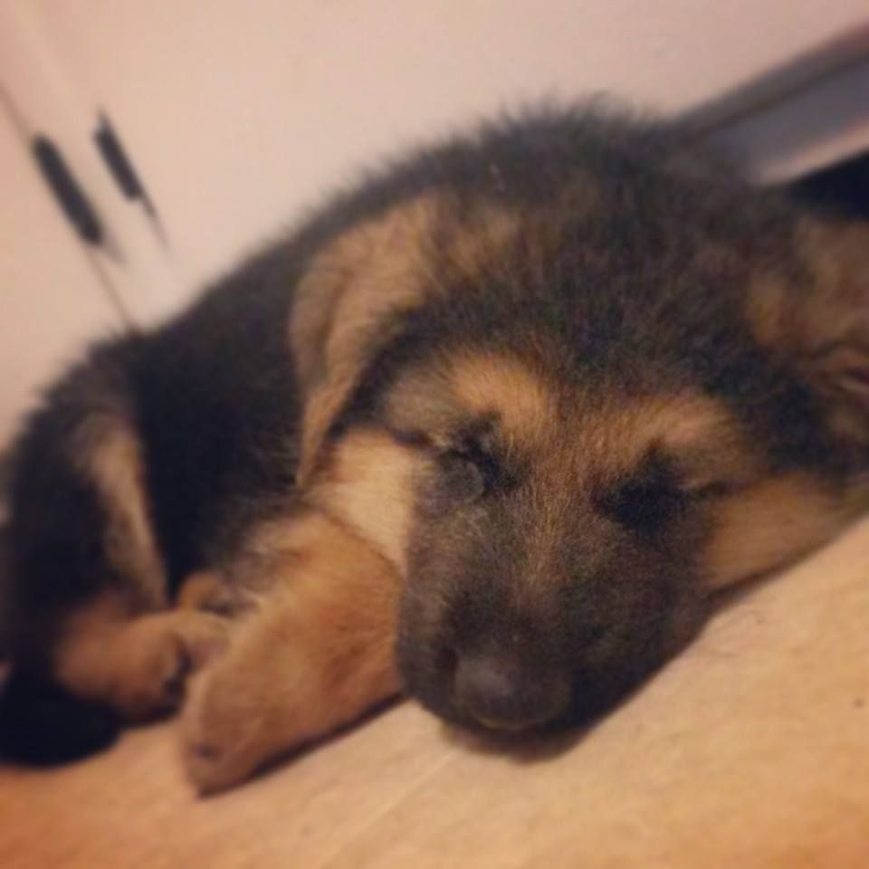 Schultzy (Board and Train)