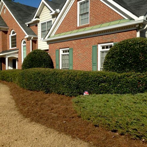 Front Bed Cleanout / Hedges Trimmed / Pinestraw La