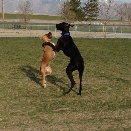 Keno The Dane and Joey playing at the park