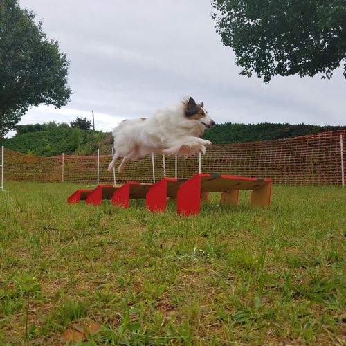 Addison can FLY! Agility builds confidence and is 