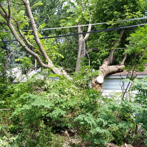 Tree resting and Damaging a neighbors back house, 