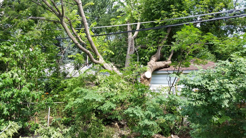 Tree resting and Damaging a neighbors back house, 