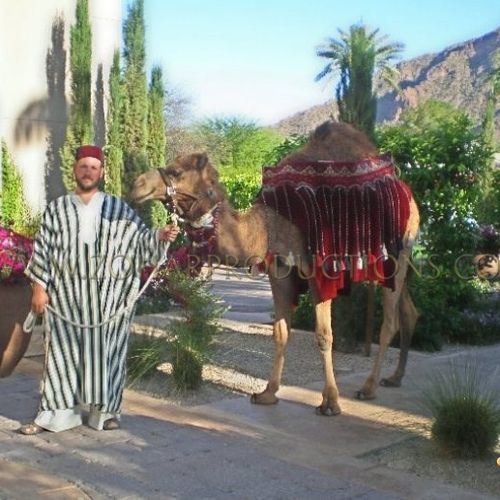 Camel Photo Op in front of Camelback Mt.