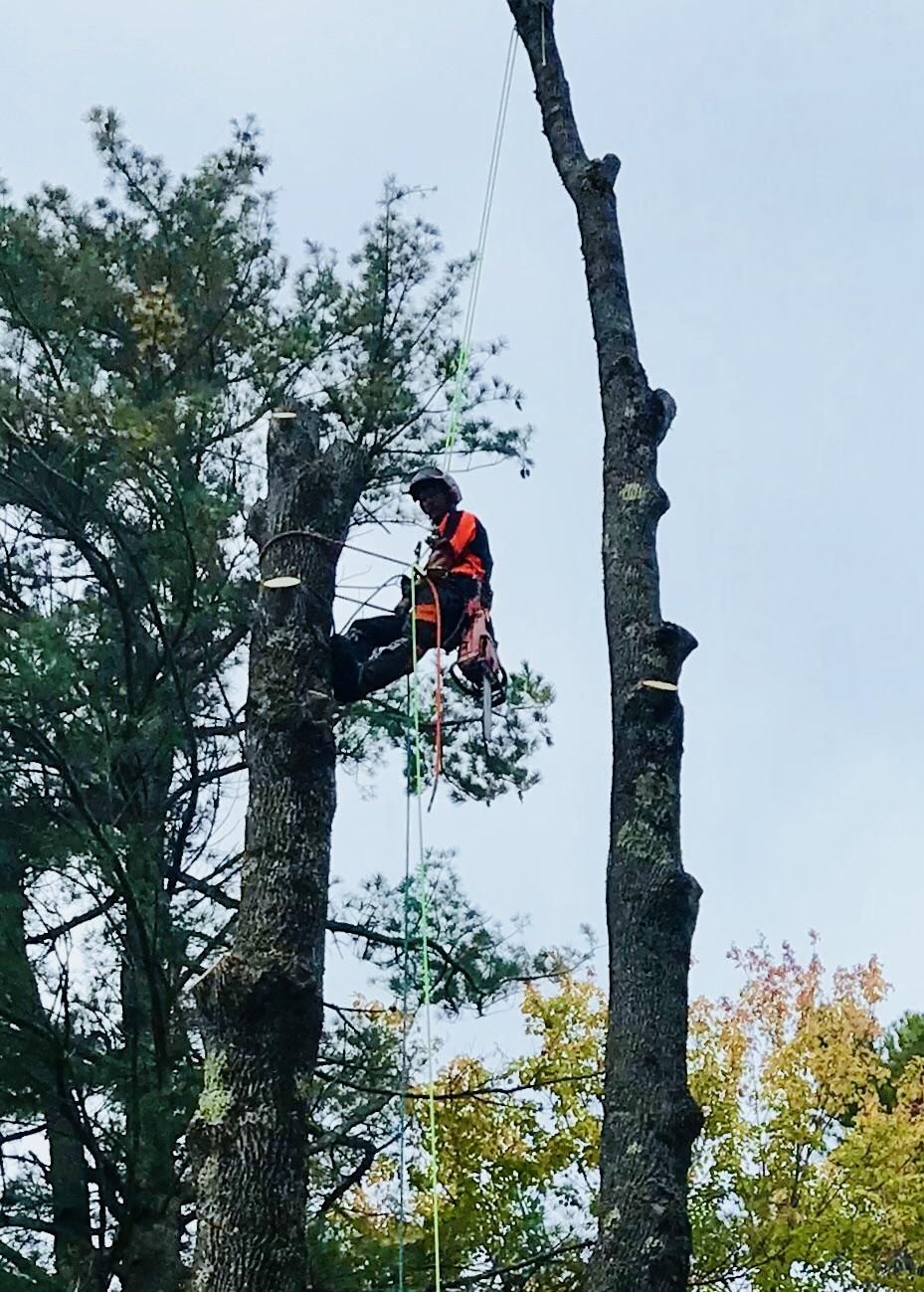 Arborist Matt Cole, Tree Care & Removal