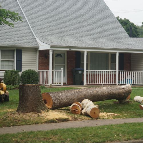 Sycamore tree removal and stump