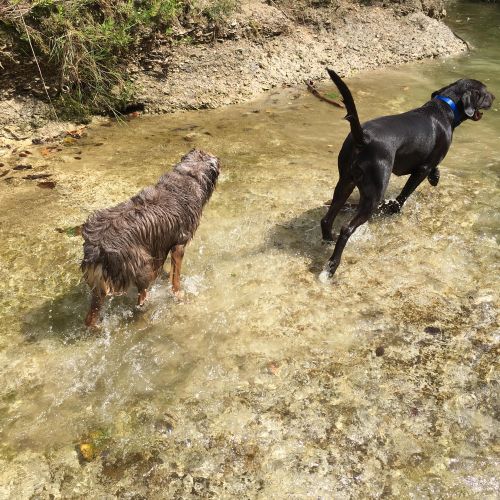 Hattie and Luke enjoying a beautiful creek day.