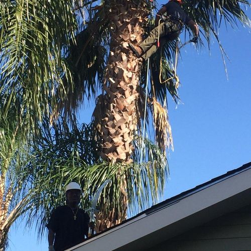 40 ft palm removal over roof.