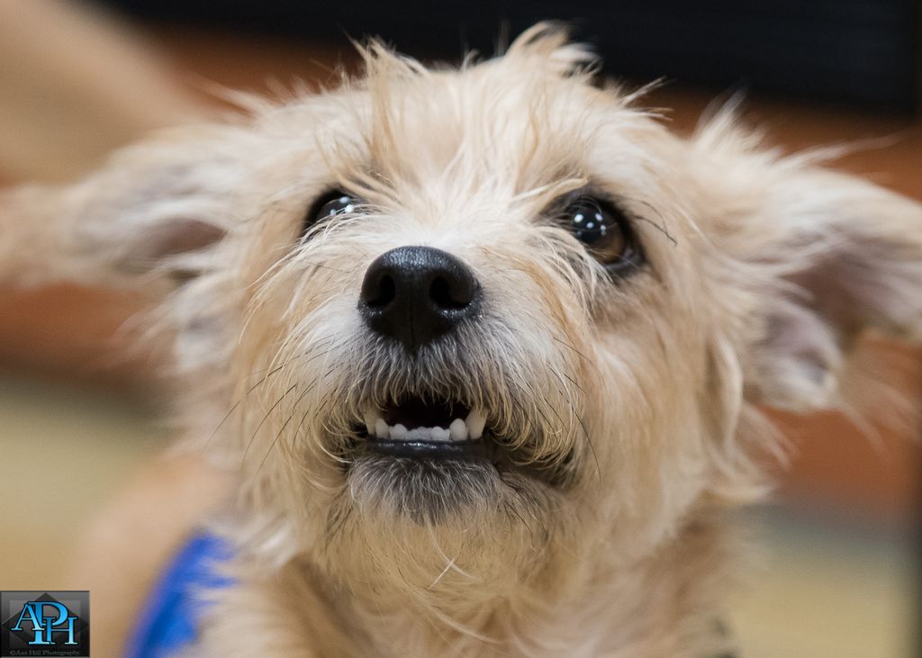 Terrier at the local humane society looking for a 