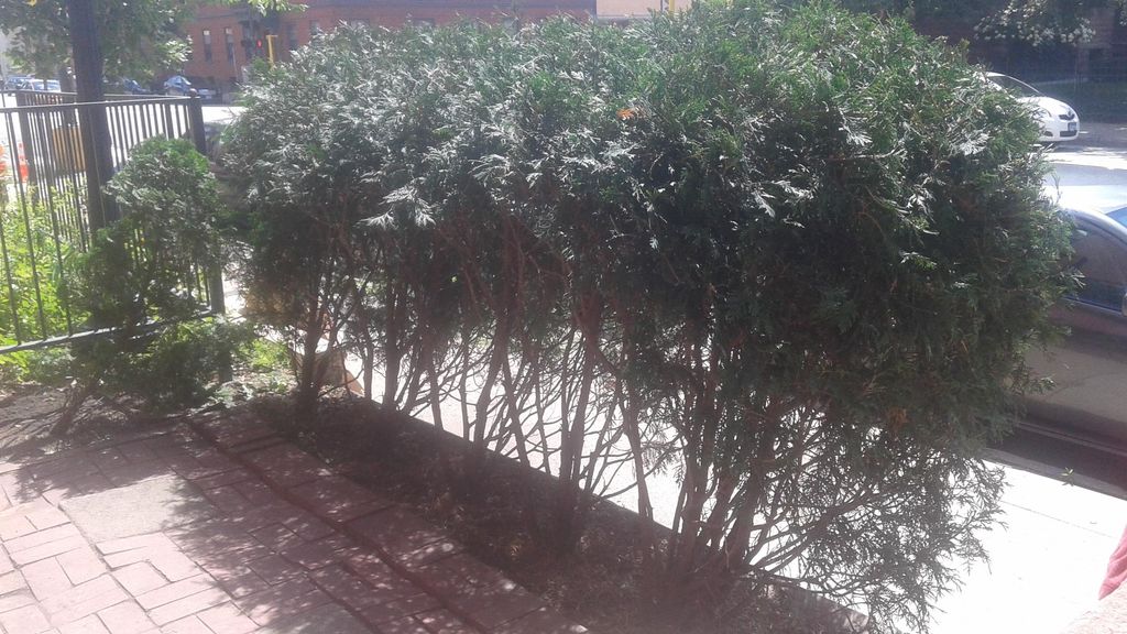 Hedge and small space maintenance