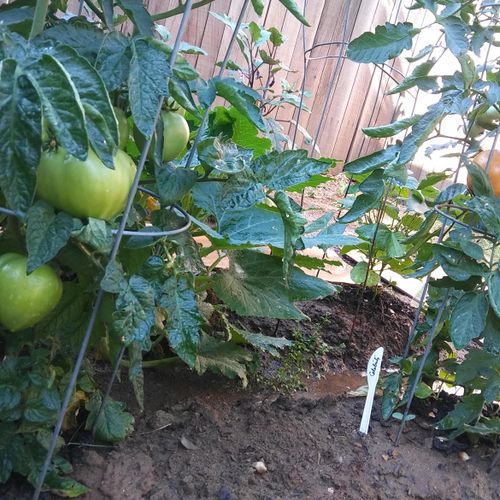 Vegetable Garden Summer 2017 Tomatoes
