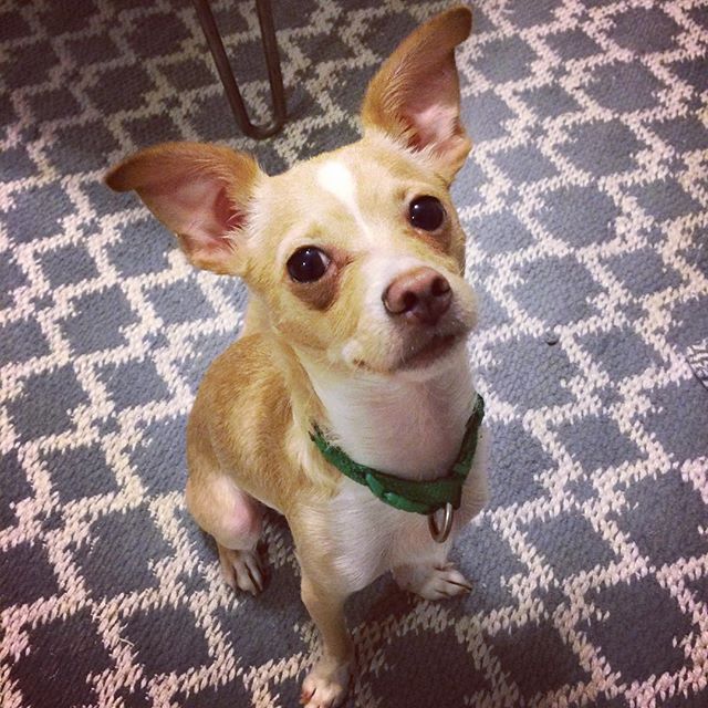 This handsome fella is Peanut. Peanut's owners ema