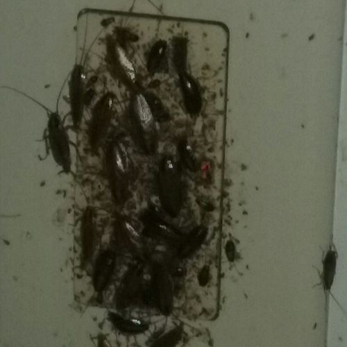 Roaches, Virginia