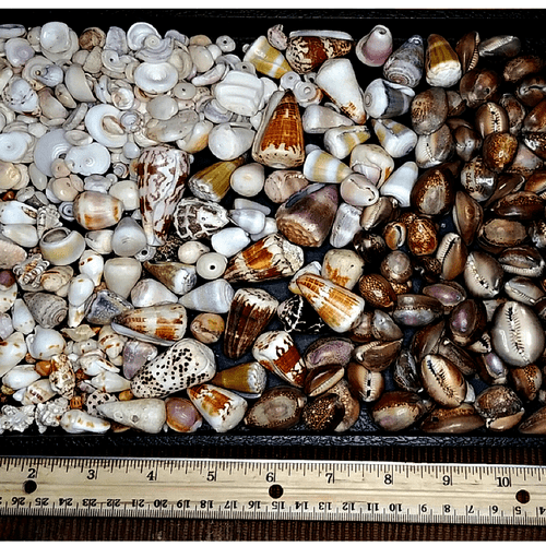 Hawaiian seashells