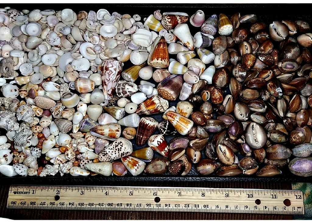 Hawaiian seashells