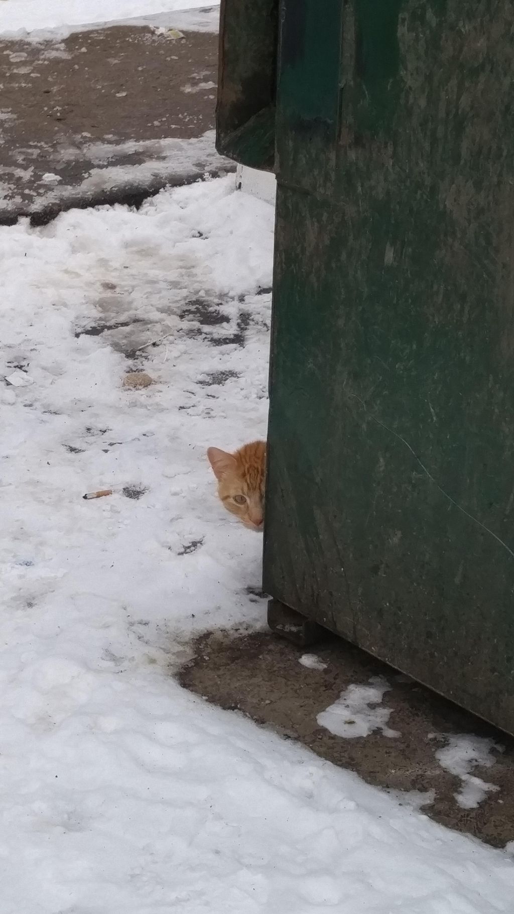 from the River feral cat colony, a TNR project I'm