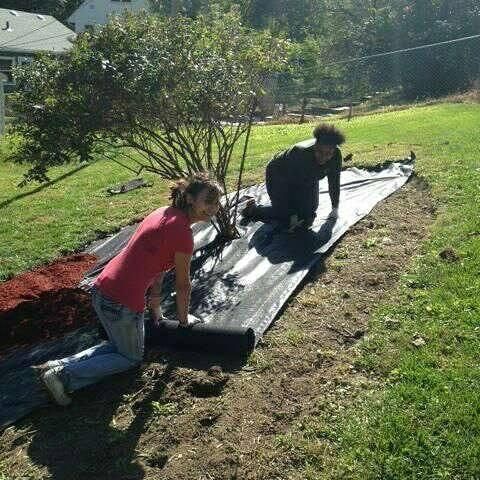 Crew installing lilac tree and landscape fabric pr