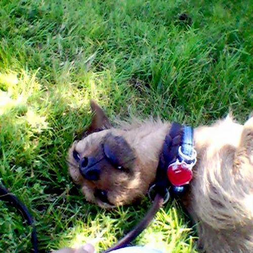 Beni outside the Humane Society laying on grass.