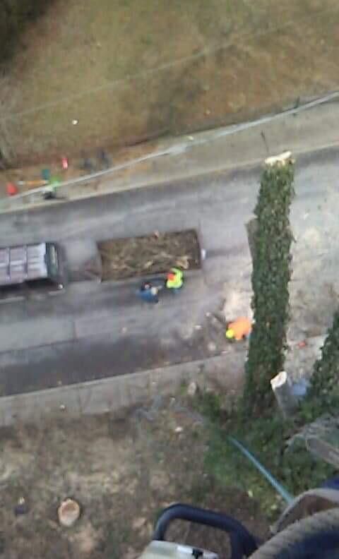 Tree climbers go higher than bucket trucks