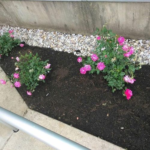 A rose bed I did over at the new Albany YMCA 
