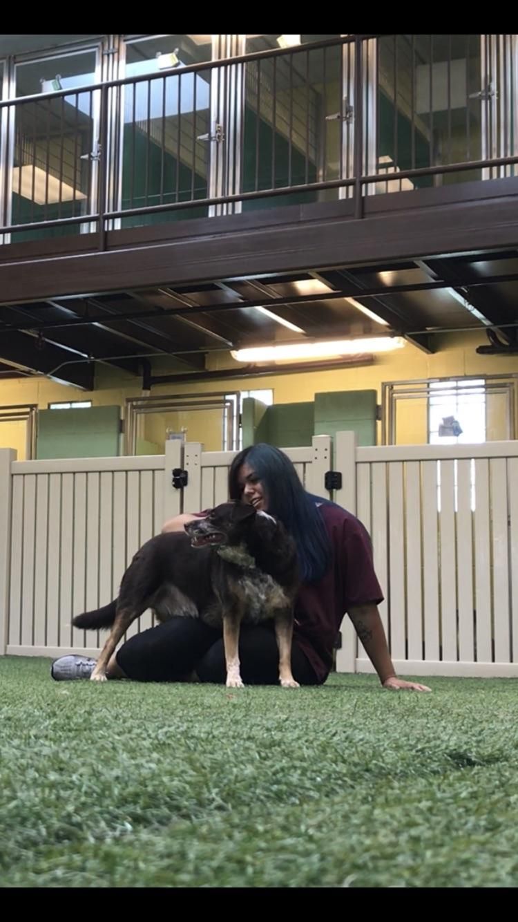 me playing with one of our boarders at the daycare