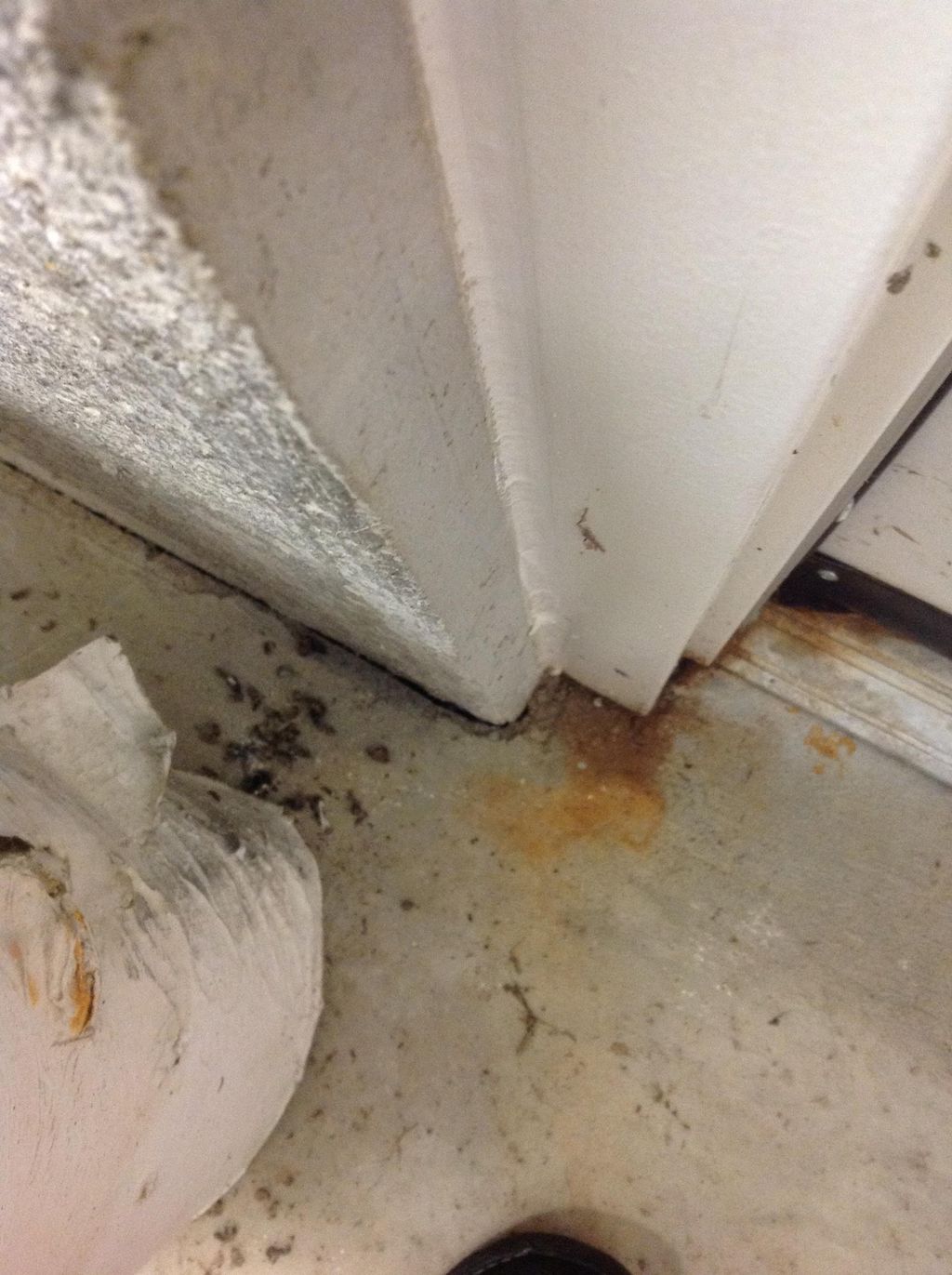 Locating rodent droppings near a rodent runway.