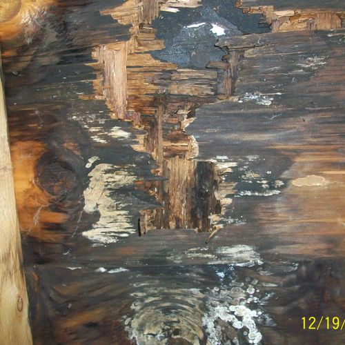 rotted wood from moisture due to urine in attic an