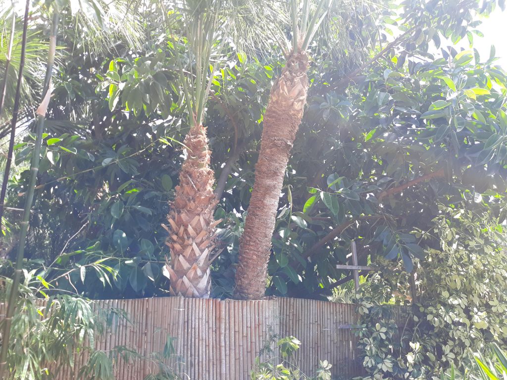 Cabbage Palm Florida's State Tree
