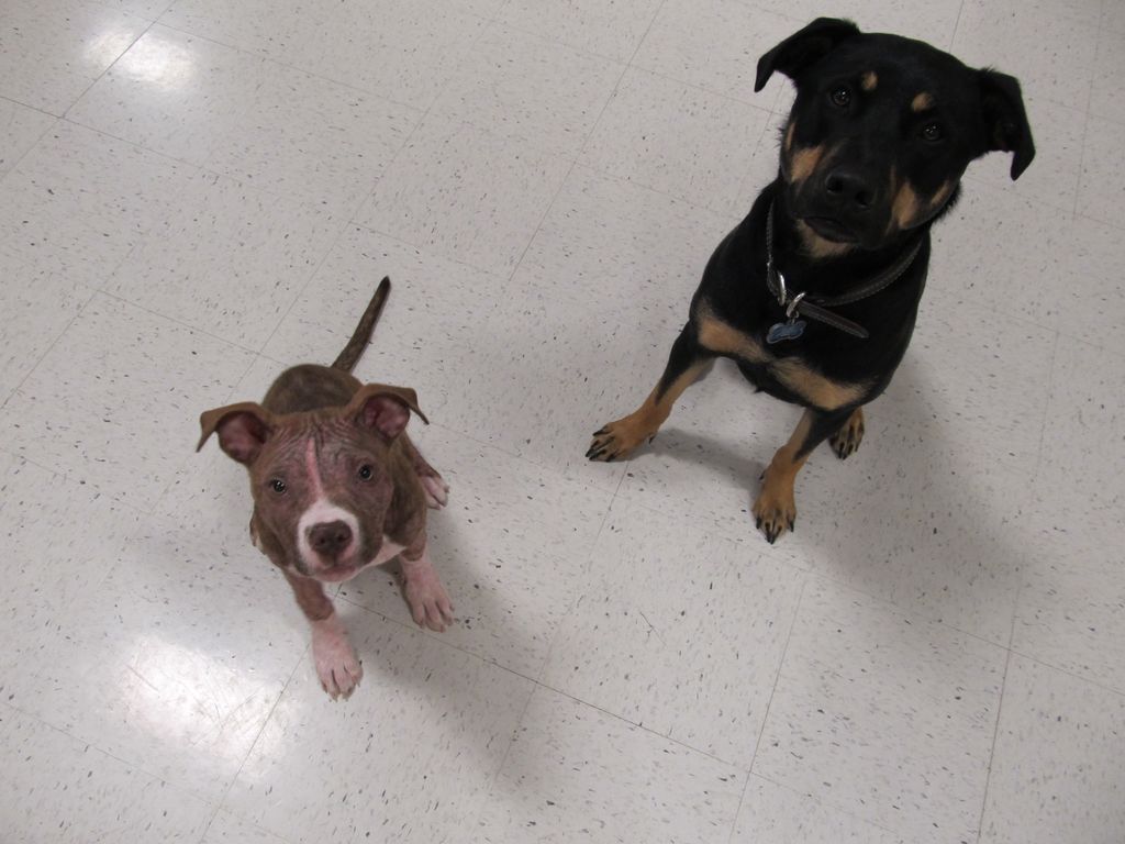 Rocky Jr. helping abused & neglected pit bull pupp