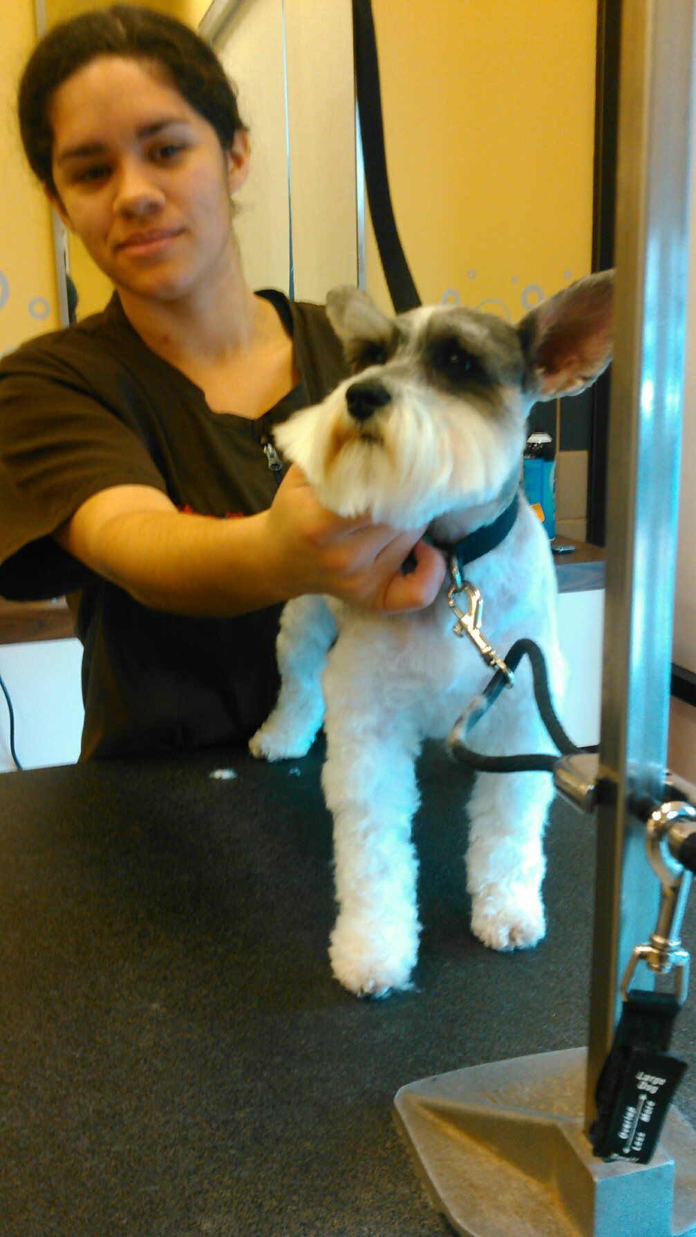 Dogsmind Training & Grooming by Bethanie