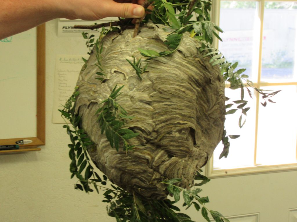 Hornets Nest removed by Flynn Pest Control.