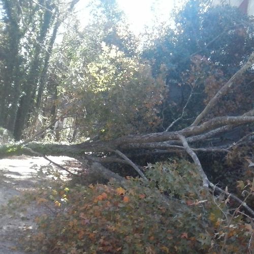 declining a tree on 11-10-2016