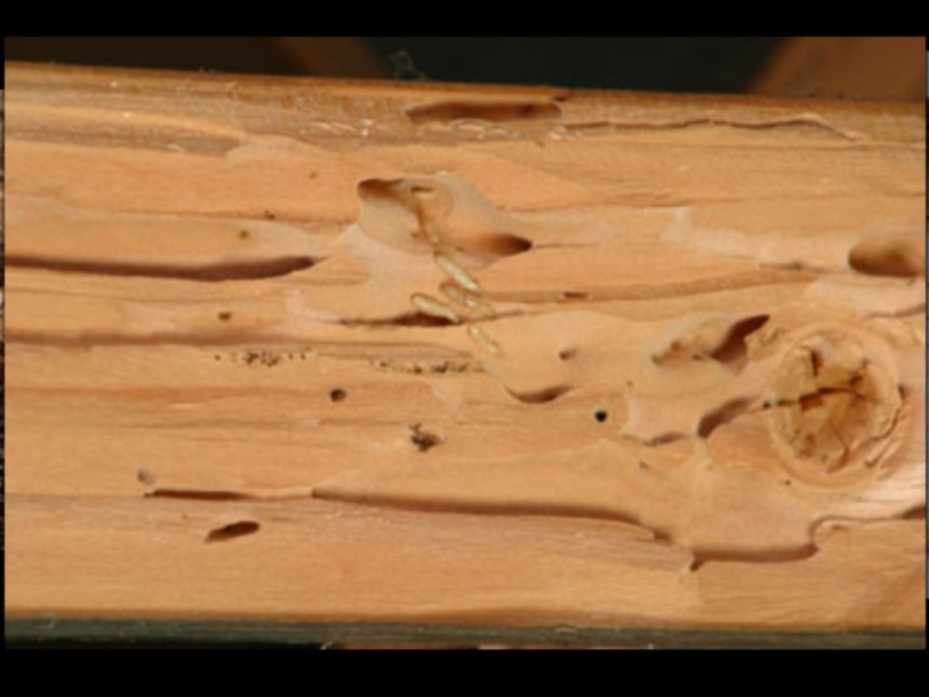 Live drywood termites