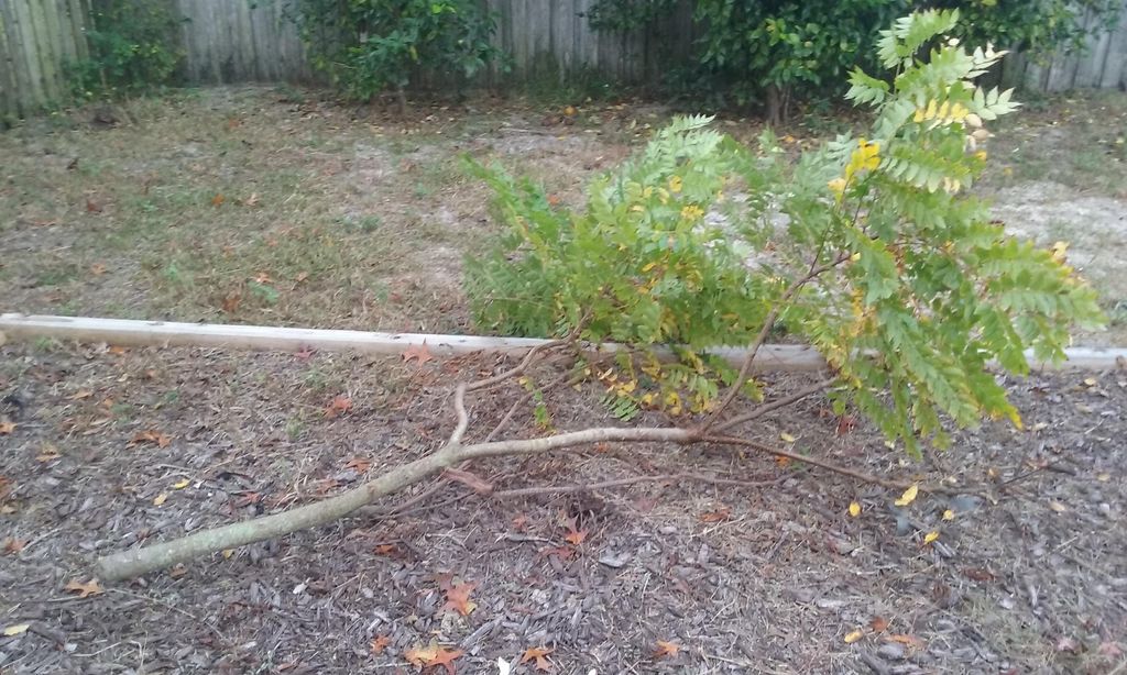 Paradise Lawn and Garden of Orlando recently worke