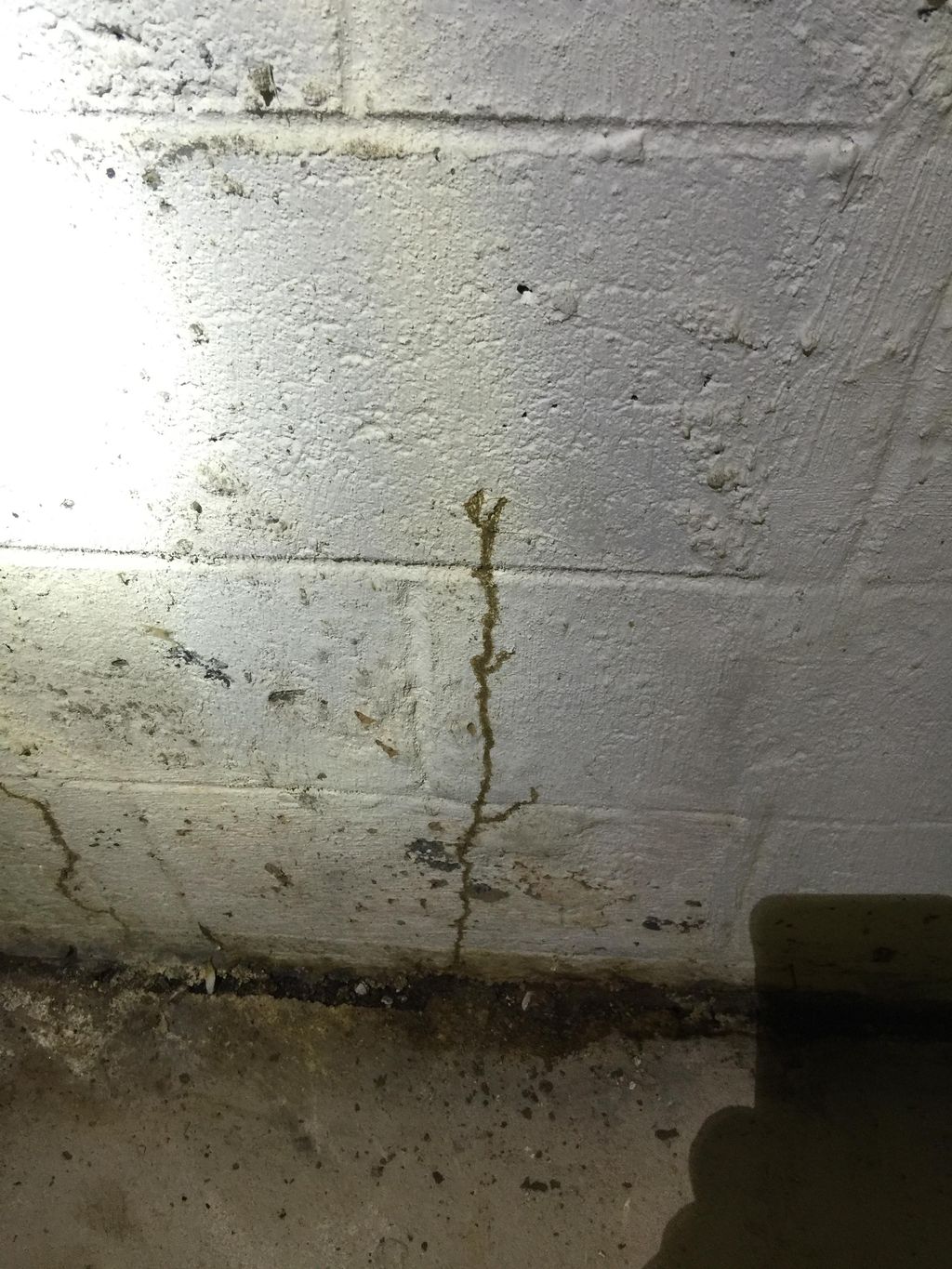 Termite mud tubes