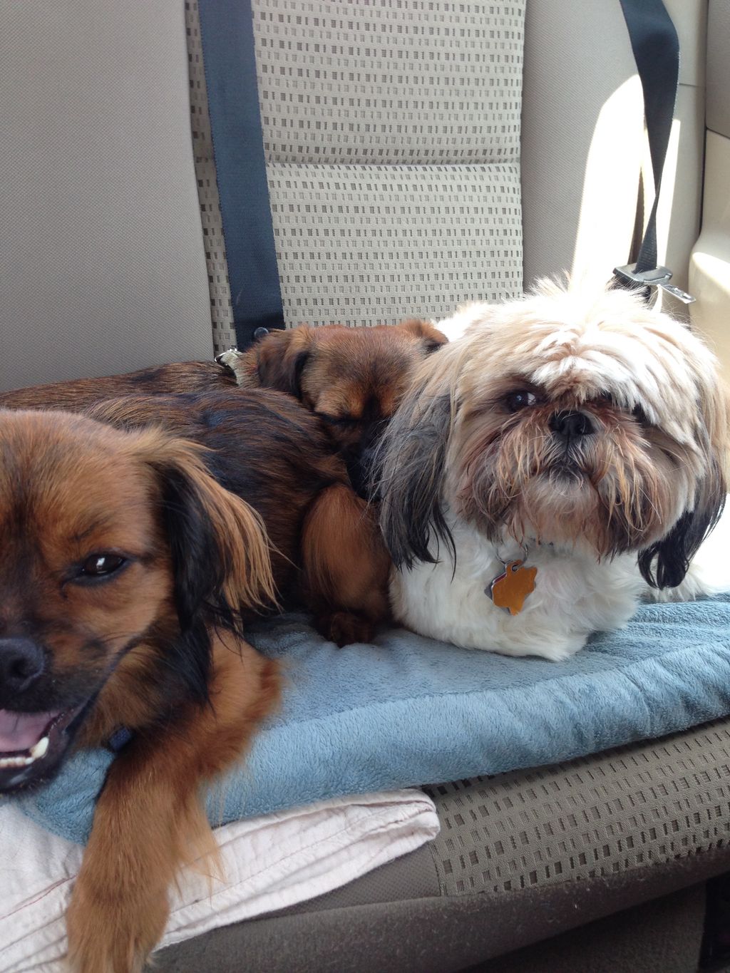 My babins on a playdate trip to the dog park with 